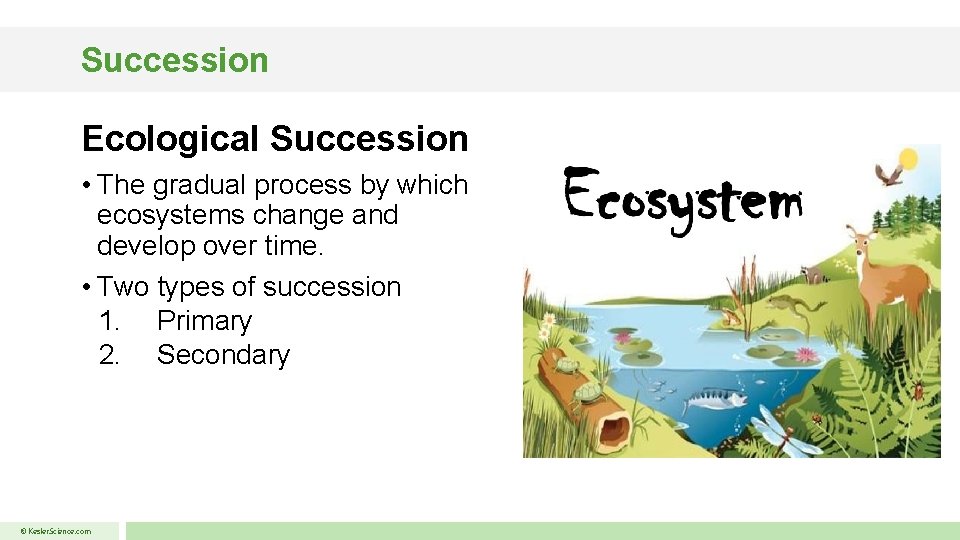 Succession Ecological Succession • The gradual process by which ecosystems change and develop over