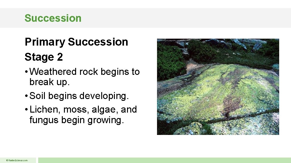 Succession Primary Succession Stage 2 • Weathered rock begins to break up. • Soil