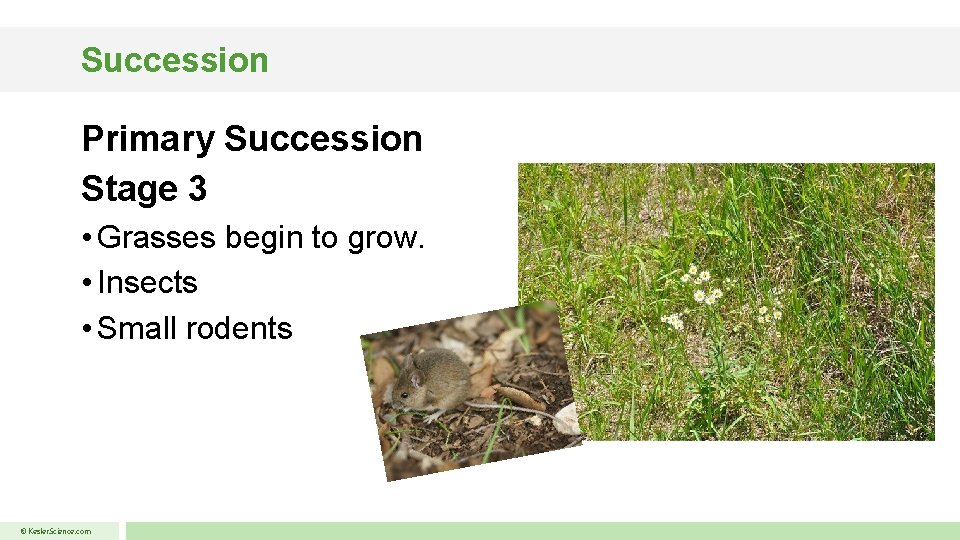 Succession Primary Succession Stage 3 • Grasses begin to grow. • Insects • Small