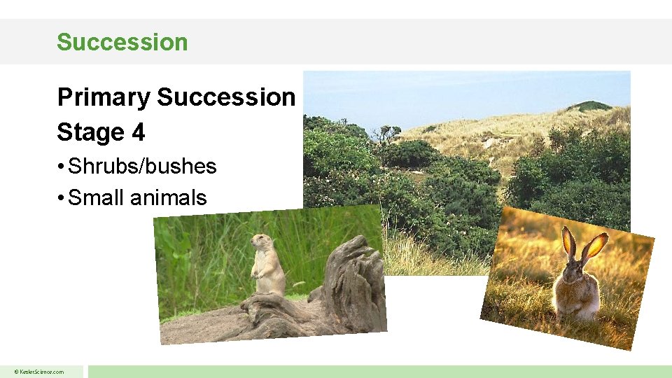 Succession Primary Succession Stage 4 • Shrubs/bushes • Small animals © Kesler. Science. com