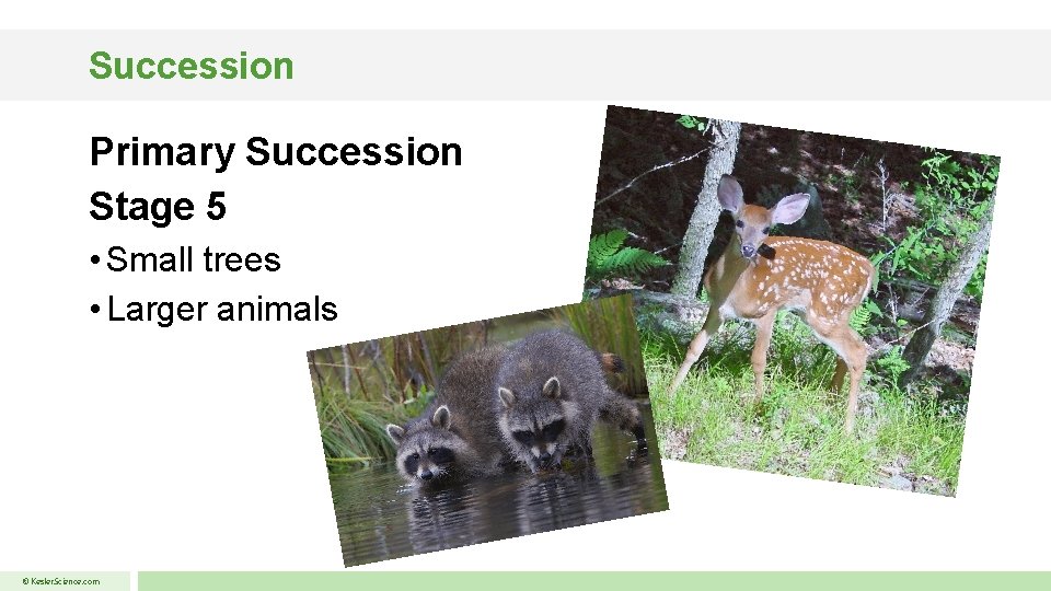 Succession Primary Succession Stage 5 • Small trees • Larger animals © Kesler. Science.