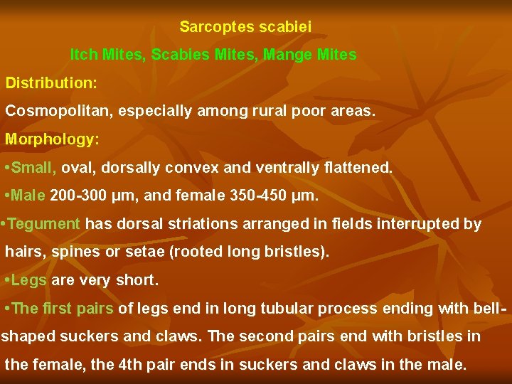 Sarcoptes scabiei Itch Mites, Scabies Mites, Mange Mites Distribution: Cosmopolitan, especially among rural poor