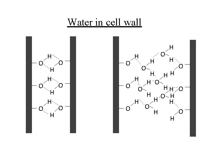 Water in cell wall H H O O O HH H O H H