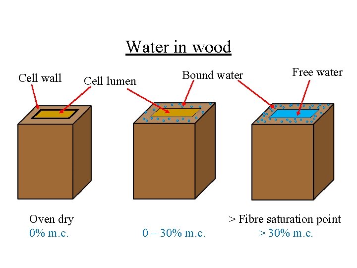 Water in wood Cell wall Oven dry 0% m. c. Cell lumen Bound water