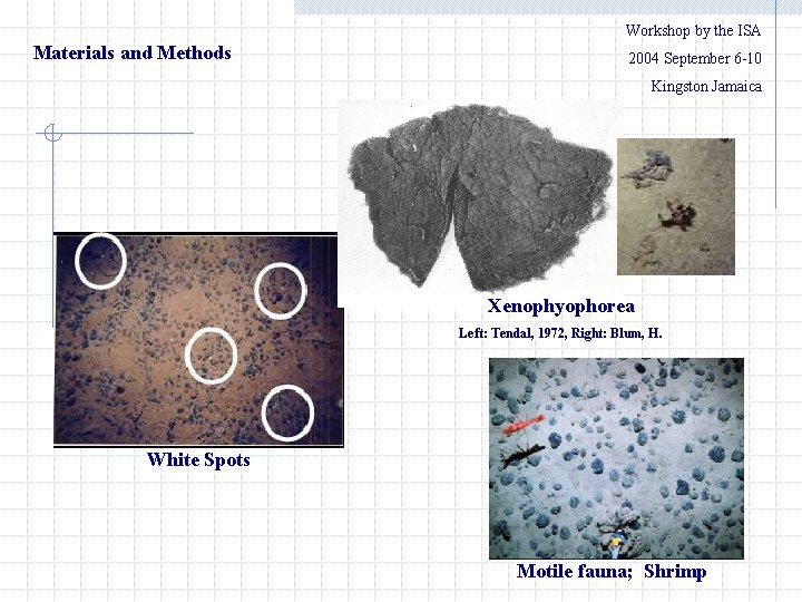 Workshop by the ISA Materials and Methods 2004 September 6 -10 Kingston Jamaica Xenophyophorea
