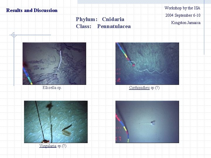 Workshop by the ISA Results and Discussion Phylum: Cnidaria Class: Pennatulacea Ellisella sp. Virgularia