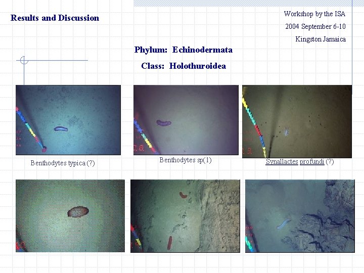 Workshop by the ISA Results and Discussion 2004 September 6 -10 Kingston Jamaica Phylum: