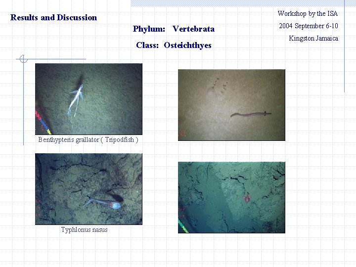 Workshop by the ISA Results and Discussion Phylum: Vertebrata Class: Osteichthyes Benthypteris grallator (