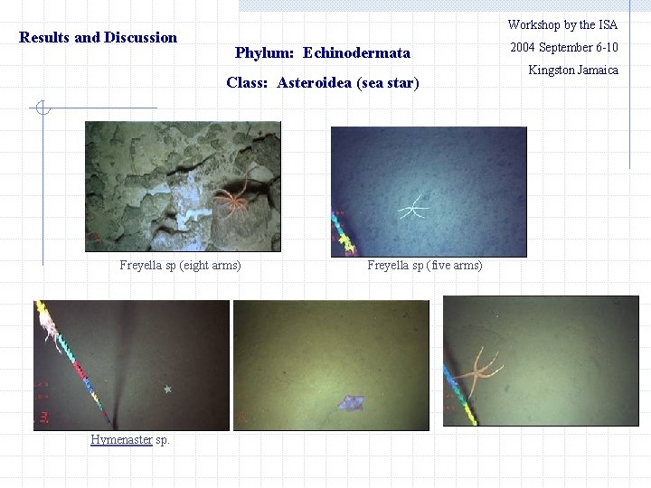 Results and Discussion Workshop by the ISA Phylum: Echinodermata Class: Asteroidea (sea star) Freyella