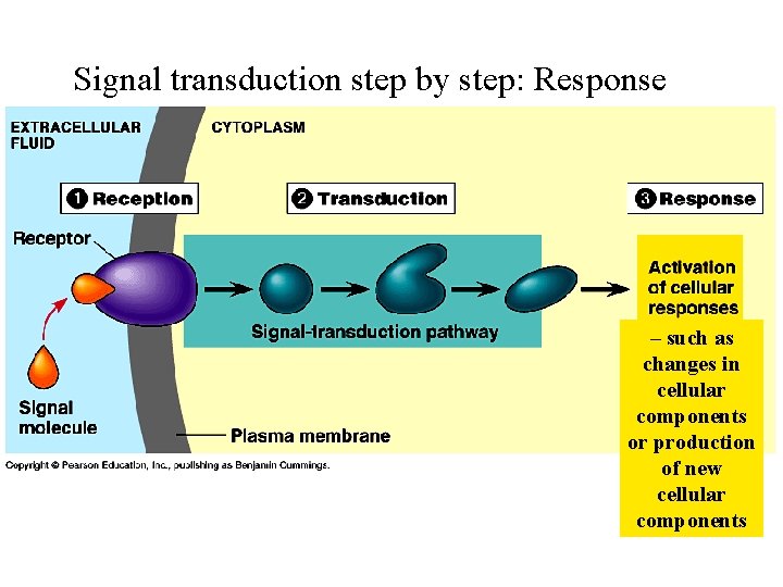 Signal transduction step by step: Response – such as changes in cellular components or