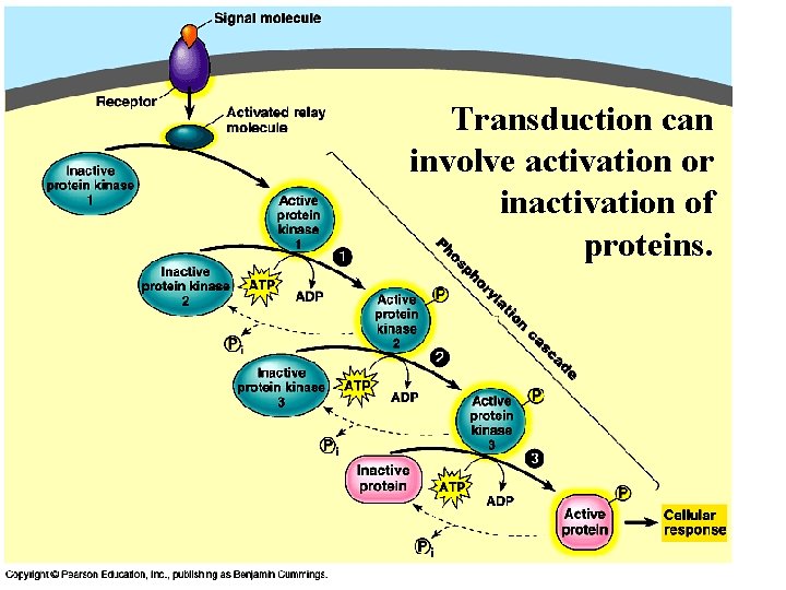 Transduction can involve activation or inactivation of proteins. 