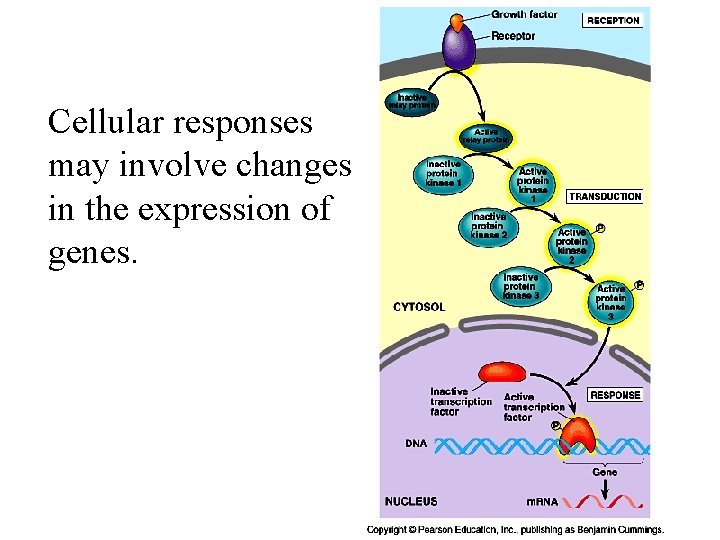 Cellular responses may involve changes in the expression of genes. 