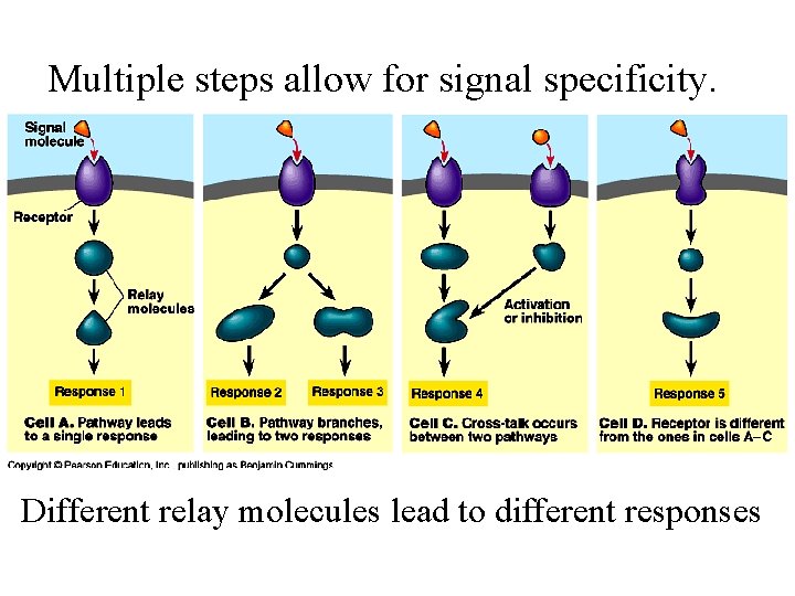 Multiple steps allow for signal specificity. Different relay molecules lead to different responses 