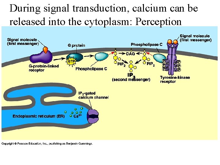 During signal transduction, calcium can be released into the cytoplasm: Perception 