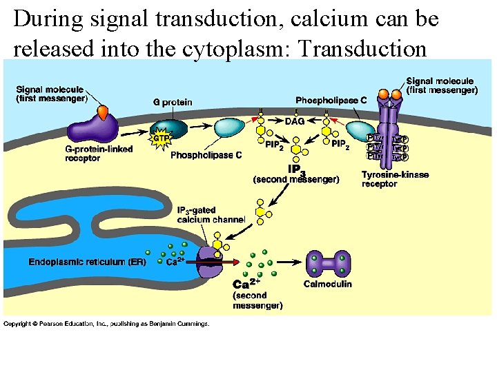 During signal transduction, calcium can be released into the cytoplasm: Transduction 