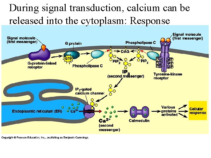 During signal transduction, calcium can be released into the cytoplasm: Response 