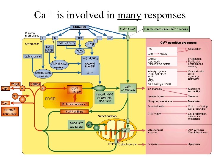 Ca++ is involved in many responses 