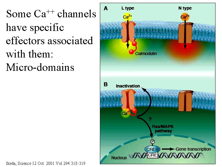 Some Ca++ channels have specific effectors associated with them: Micro-domains Ikeda, Science 12 Oct