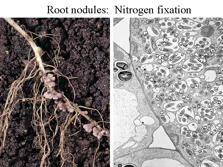 Root nodules: Nitrogen fixation 