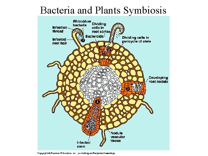 Bacteria and Plants Symbiosis 