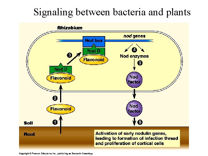 Signaling between bacteria and plants 