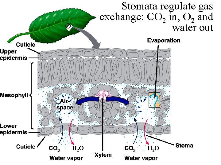 Stomata regulate gas exchange: CO 2 in, O 2 and water out H 2