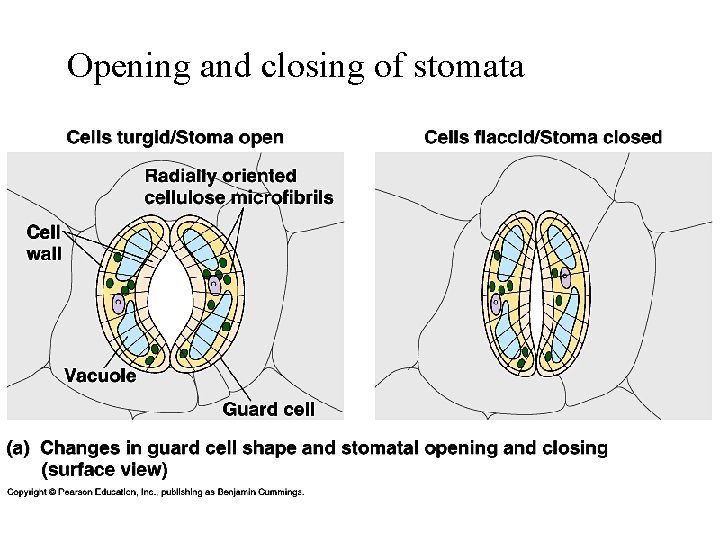 Opening and closing of stomata 