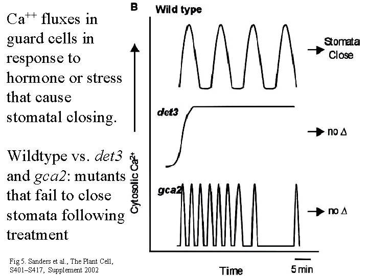 Ca++ fluxes in guard cells in response to hormone or stress that cause stomatal