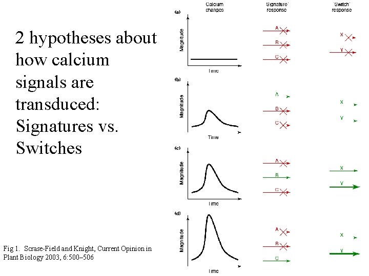 2 hypotheses about how calcium signals are transduced: Signatures vs. Switches Fig 1. Scrase-Field