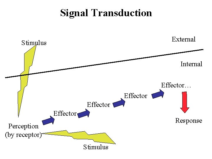 Signal Transduction External Stimulus Internal Effector… Effector Response Perception (by receptor) Stimulus 