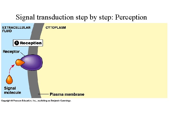 Signal transduction step by step: Perception 