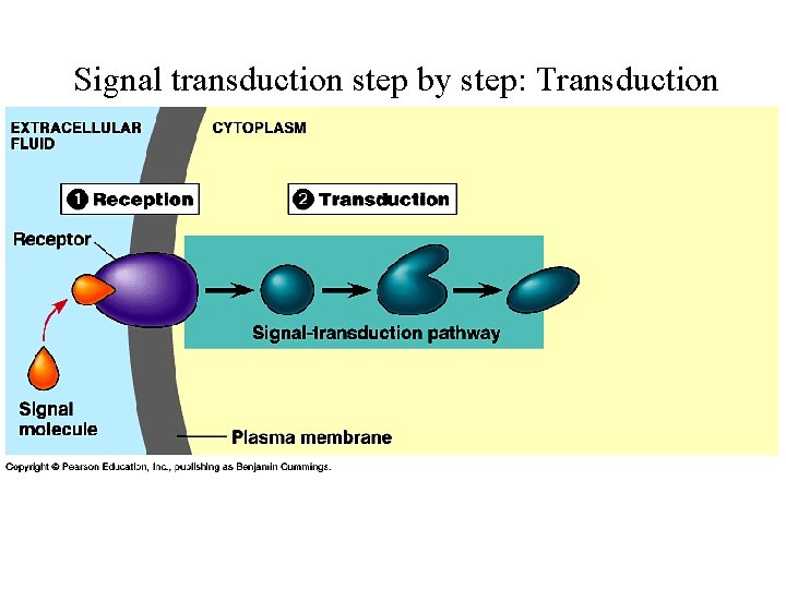 Signal transduction step by step: Transduction 