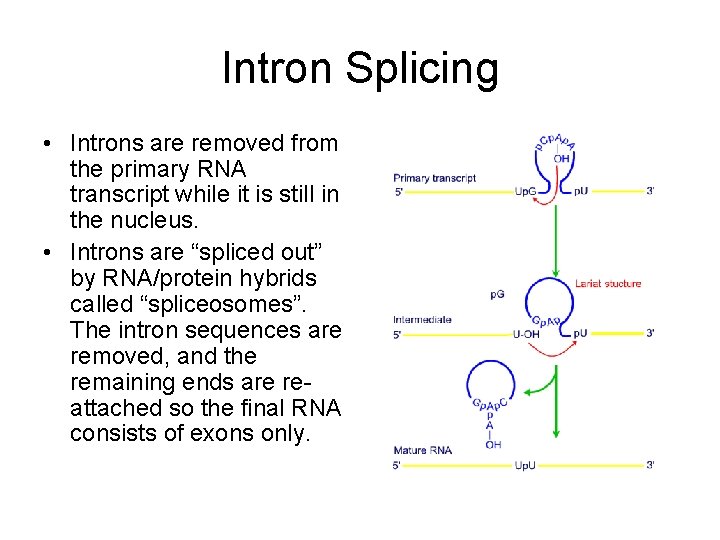 Intron Splicing • Introns are removed from the primary RNA transcript while it is