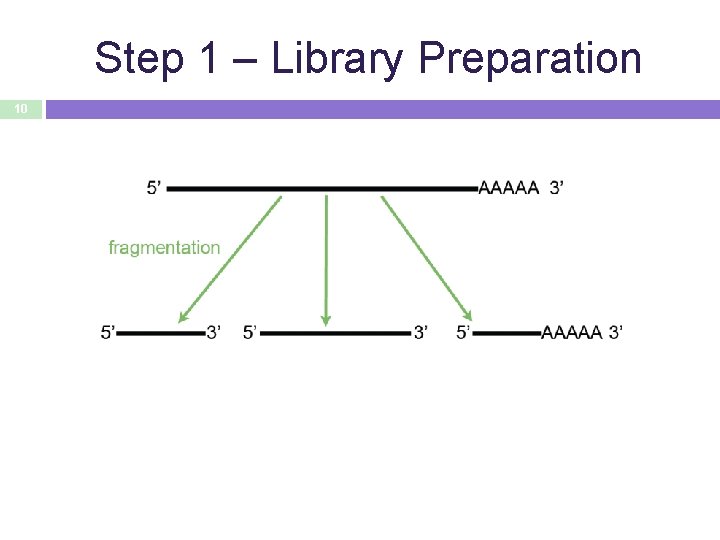 Step 1 – Library Preparation 10 