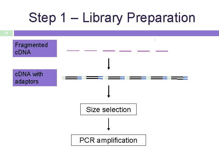 Step 1 – Library Preparation 14 Fragmented c. DNA with adaptors Size selection PCR