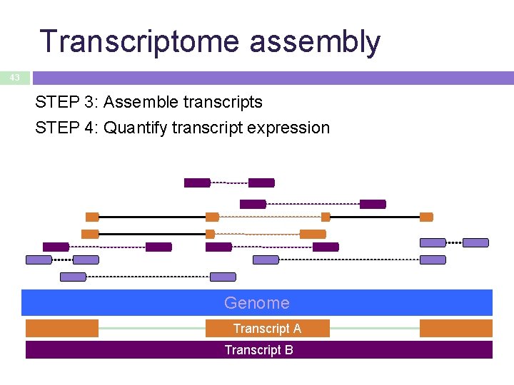 Transcriptome assembly 43 STEP 3: Assemble transcripts STEP 4: Quantify transcript expression Genome Transcript