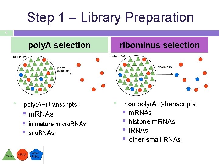 Step 1 – Library Preparation 9 poly. A selection • poly(A+)-transcripts: § m. RNAs