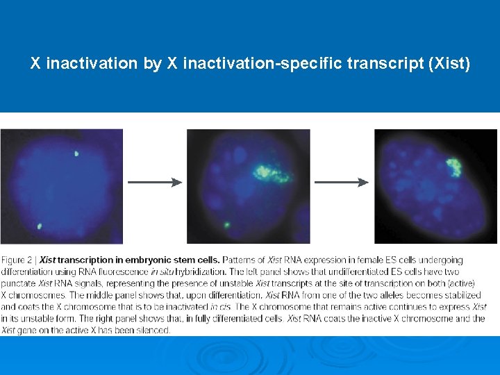 X inactivation by X inactivation-specific transcript (Xist) 