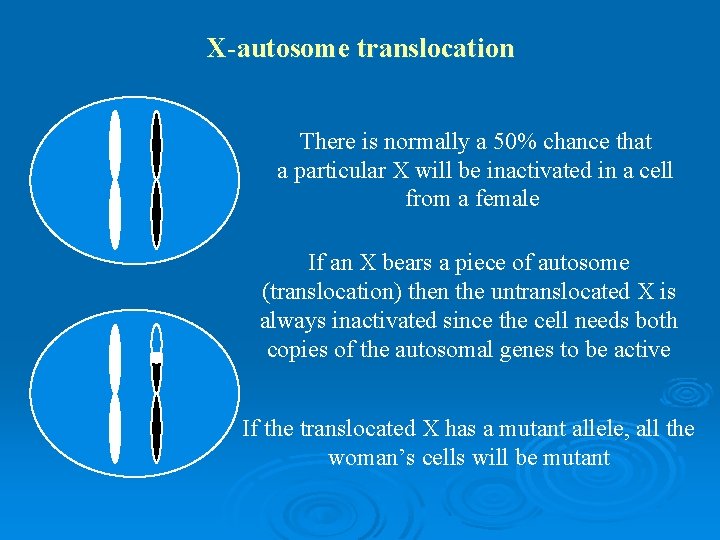 X-autosome translocation There is normally a 50% chance that a particular X will be