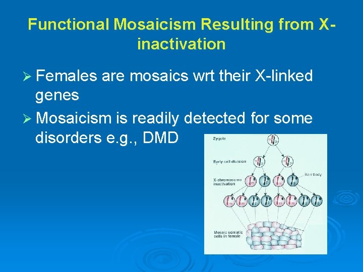 Functional Mosaicism Resulting from Xinactivation Ø Females are mosaics wrt their X-linked genes Ø