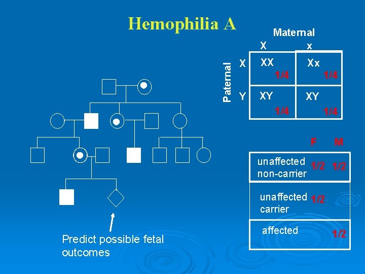 Paternal Hemophilia A Maternal X x X XX Xx 1/4 Y XY 1/4 1/4