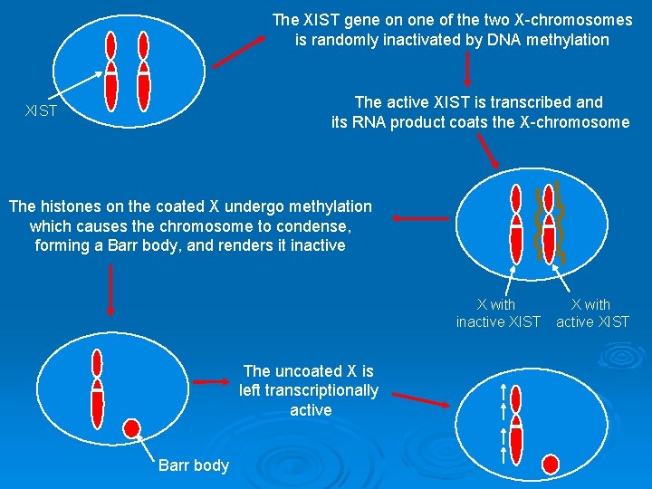 The XIST gene on one of the two X-chromosomes is randomly inactivated by DNA