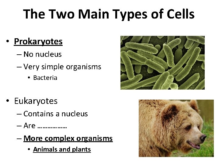 The Two Main Types of Cells • Prokaryotes – No nucleus – Very simple