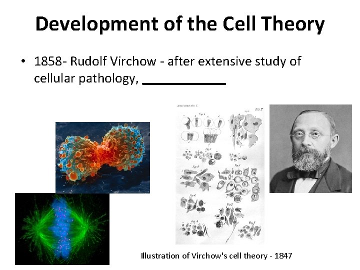 Development of the Cell Theory • 1858 - Rudolf Virchow - after extensive study