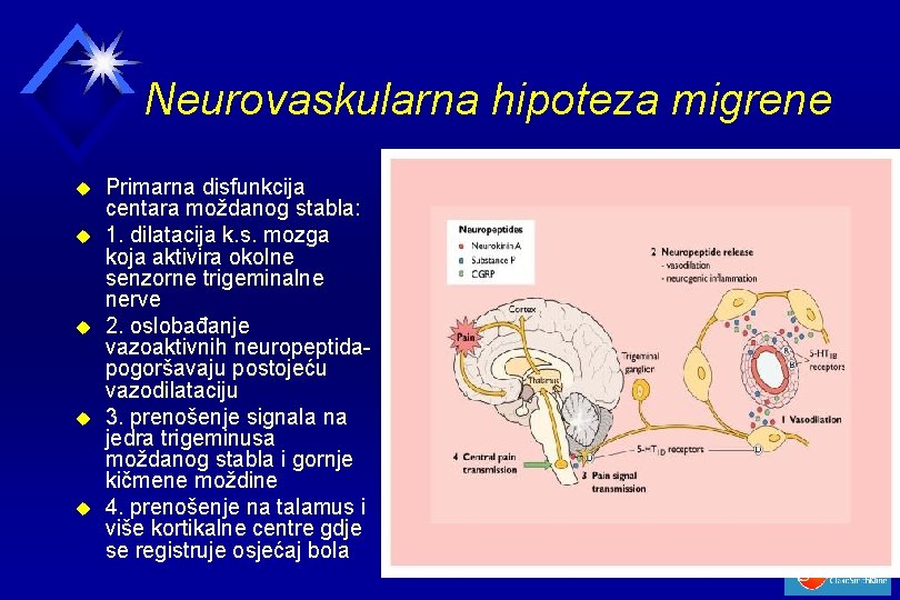 Neurovaskularna hipoteza migrene u u u Primarna disfunkcija centara moždanog stabla: 1. dilatacija k.