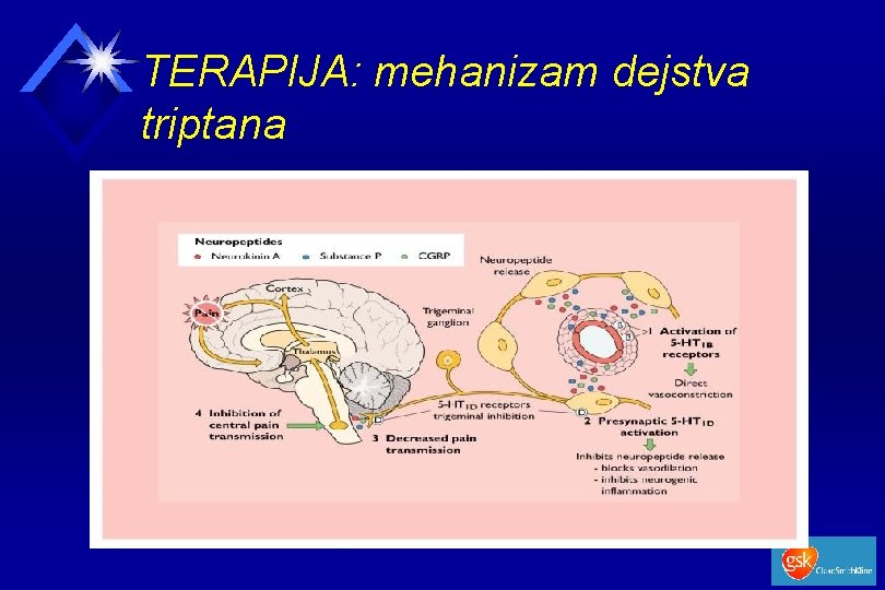 TERAPIJA: mehanizam dejstva triptana 