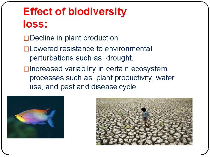 Effect of biodiversity loss: �Decline in plant production. �Lowered resistance to environmental perturbations such