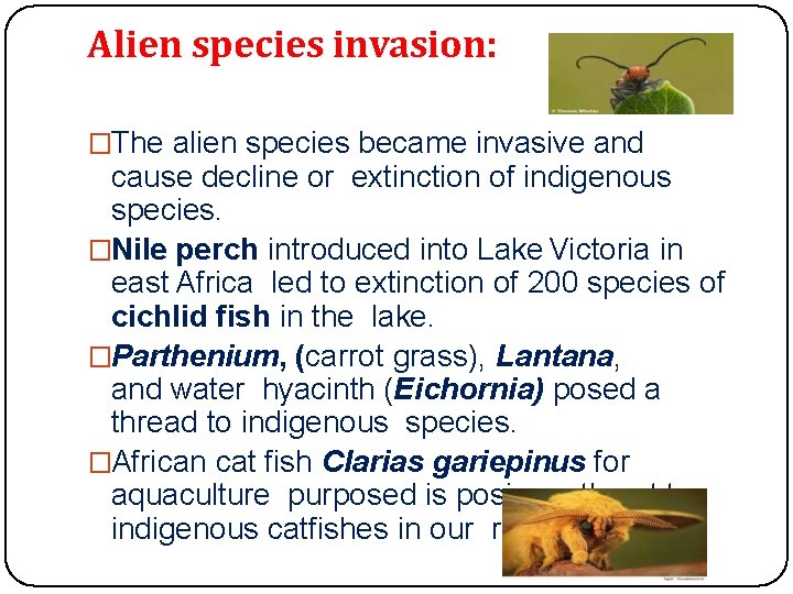 Alien species invasion: �The alien species became invasive and cause decline or extinction of