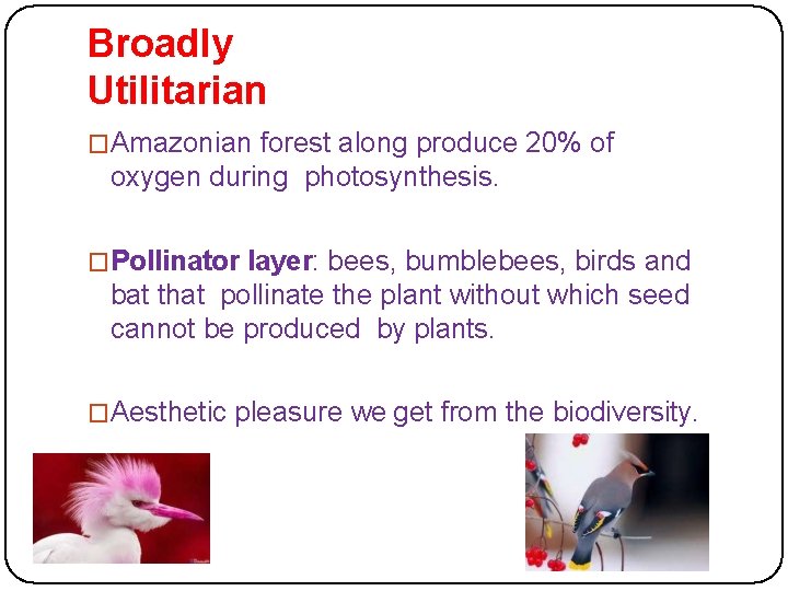 Broadly Utilitarian �Amazonian forest along produce 20% of oxygen during photosynthesis. �Pollinator layer: bees,