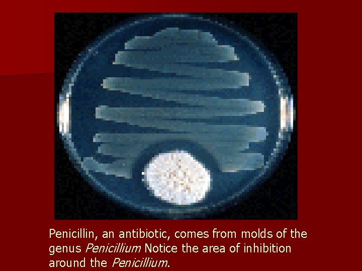 Penicillin, an antibiotic, comes from molds of the genus Penicillium Notice the area of
